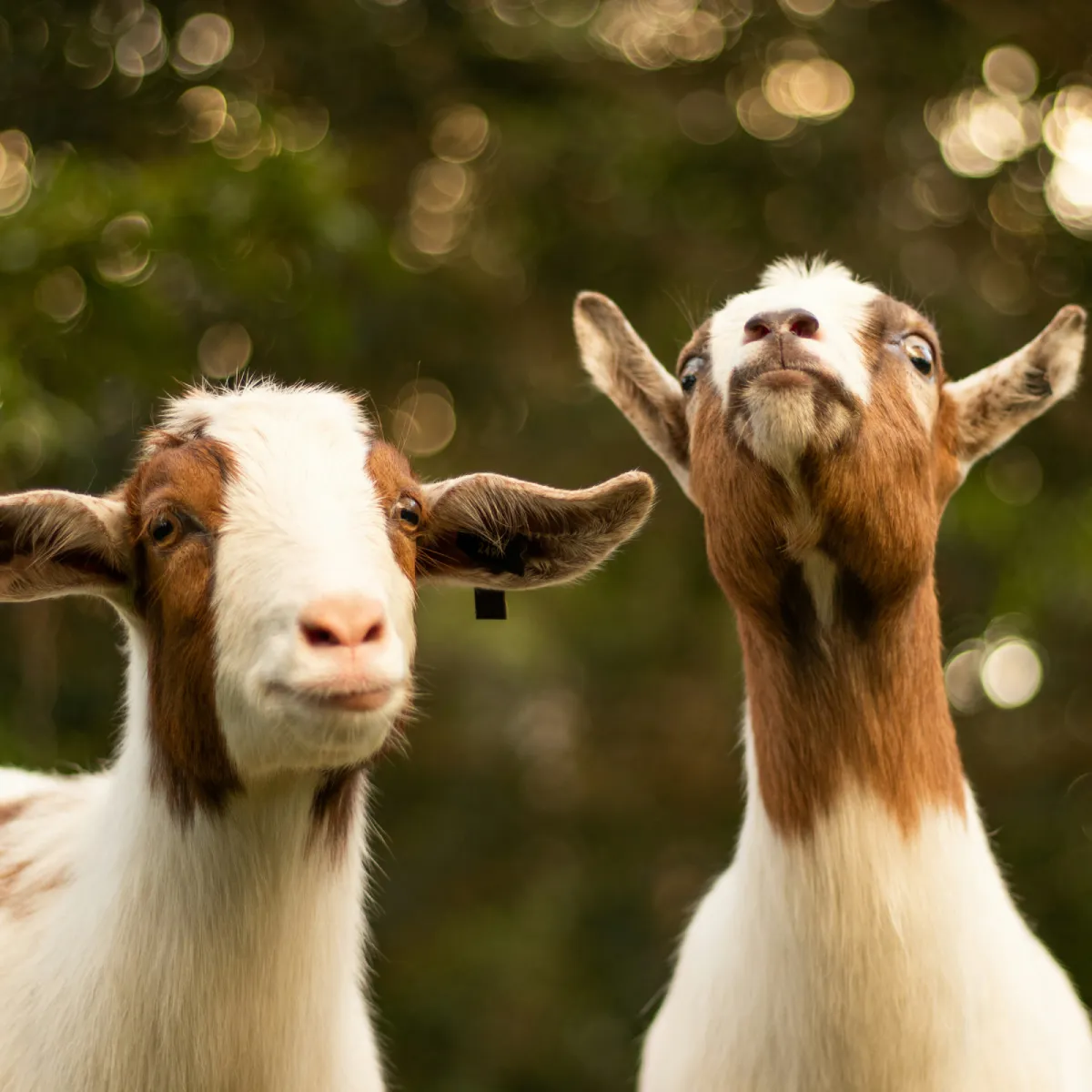 Hipotiroidismul la capre