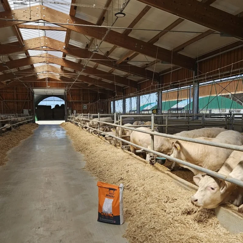 Vizită la partenerul Agro Steaco SRL – tăurași la îngrășat