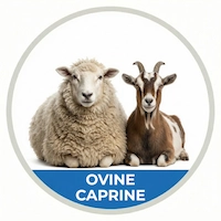 Icons ovine caprine