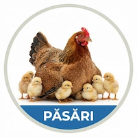 Icons pasari