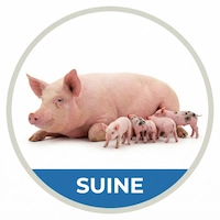 Icons suine